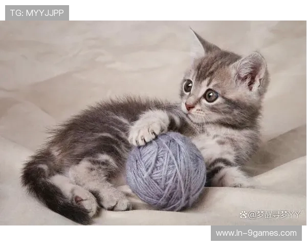 帮助猫咪增加运动量的有趣游戏推荐让你的猫咪更健康活泼